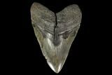 Huge, Fossil Megalodon Tooth - South Carolina #119398-1